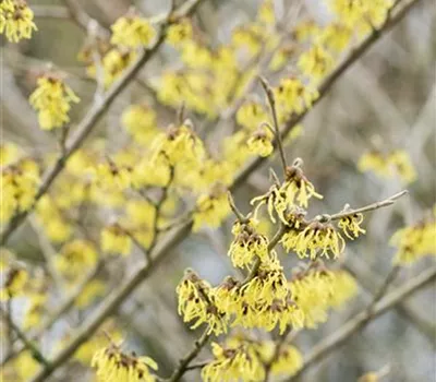 Hamamelis interm.'Arnold Promise'