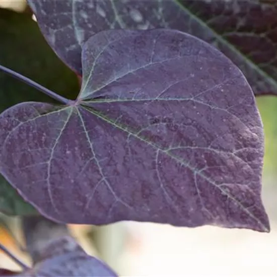 Cercis canadensis 'Ruby Falls' -R-