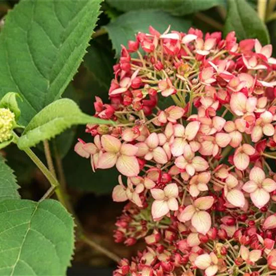 Hydrangea arborescens 'Ruby Annabelle'