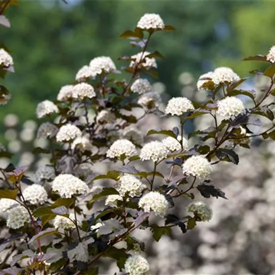 Physocarpus opulifolius 'Diabolo' -R-