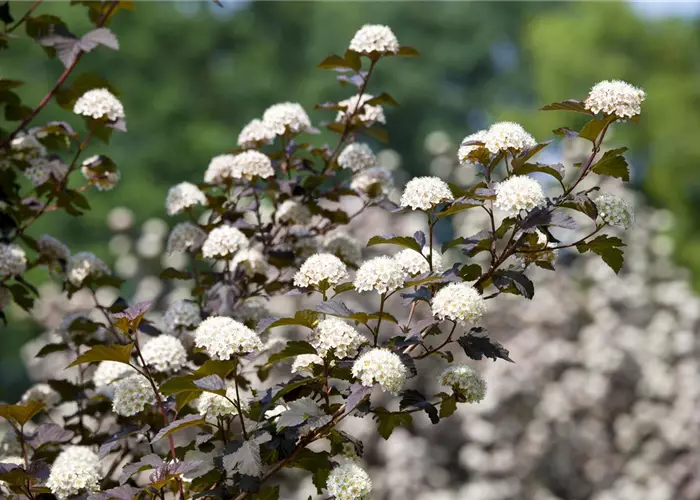 Physocarpus opulifolius 'Diabolo' -R-