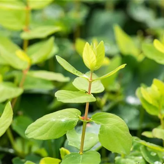 Lonicera kamtschatica 'Duet'
