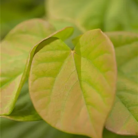 Cercis chinensis 'Avondale'