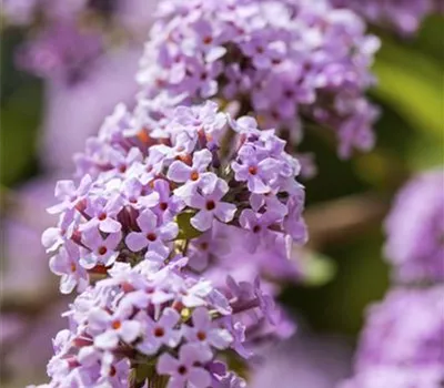 Buddleja alternifolia 'Unique' -R-