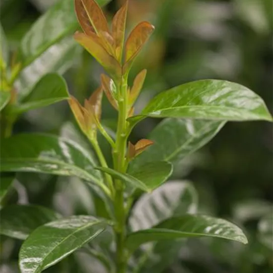 Prunus lauroc.'Kleopatra' -R-