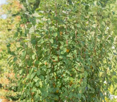 Amelanchier alnifolia 'Obelisk' -R-