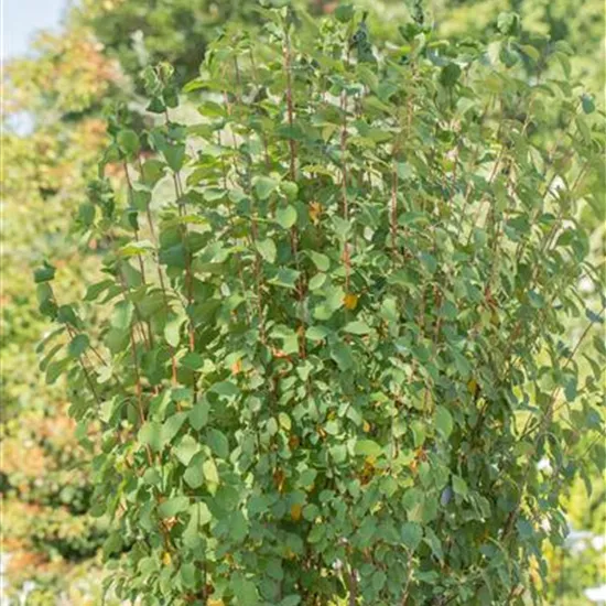 Amelanchier alnifolia 'Obelisk' -R-