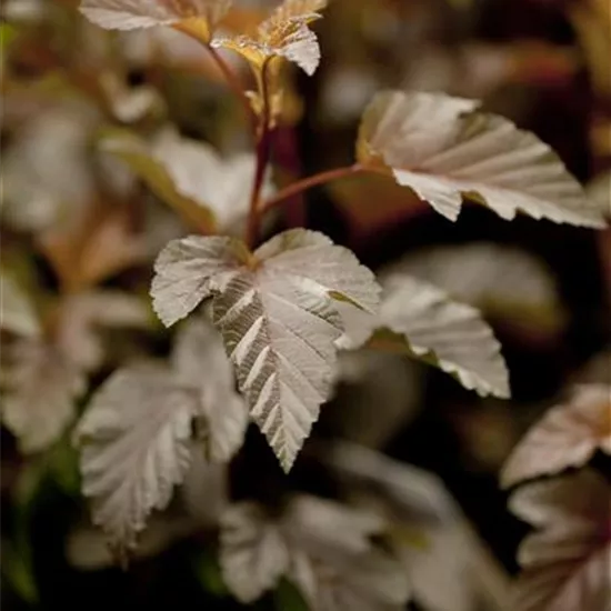 Physocarpus opulifolius 'Lady in Red' -R-