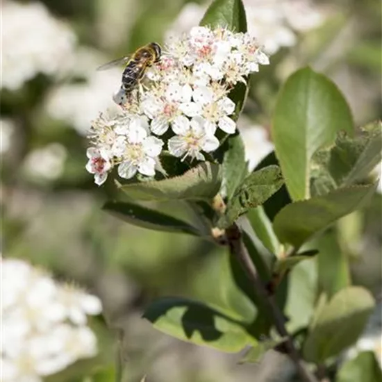 Aronia prunifolia 'Nero'