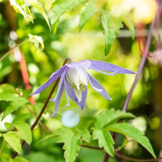 Clematis alpina 'Frances Rivis'