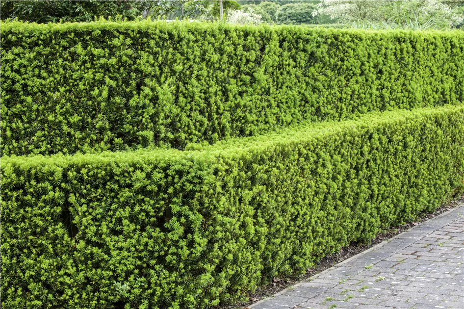 thuja officinalis Herb Pharm Thuja