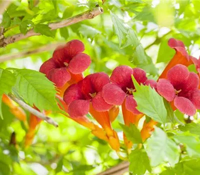 Campsis radicans 'Flamenco'