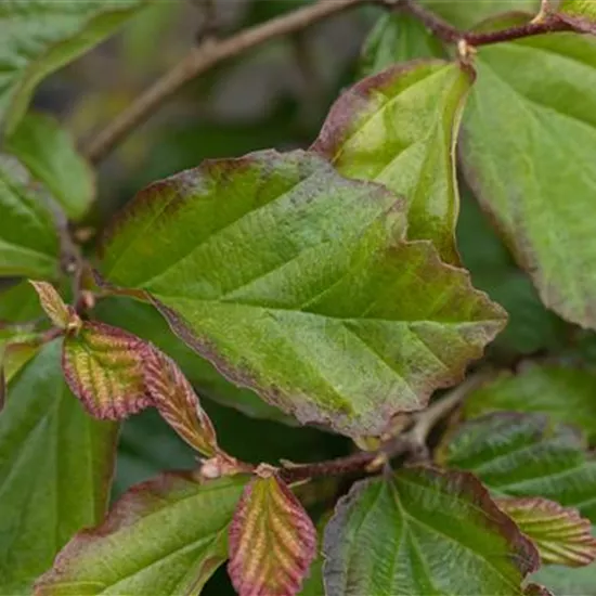Parrotia persica 'Bella'