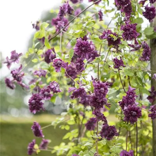 Clematis viticell.'Purpurea Plena Elegans'