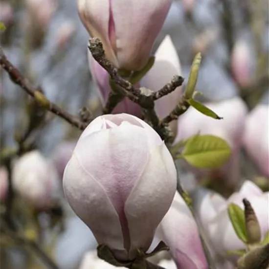 Magnolia soulangiana