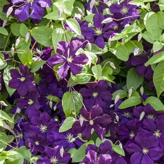 Clematis viticella 'Blue Belle'