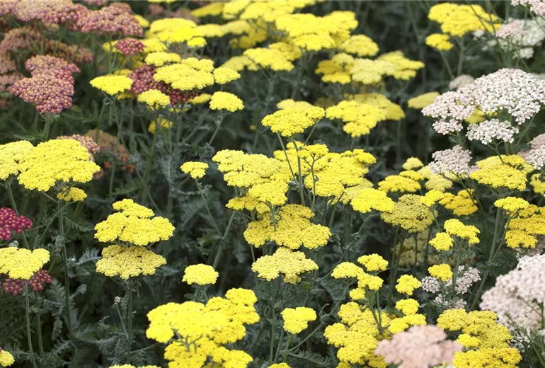 Achillea clypeolata 'Moonshine'