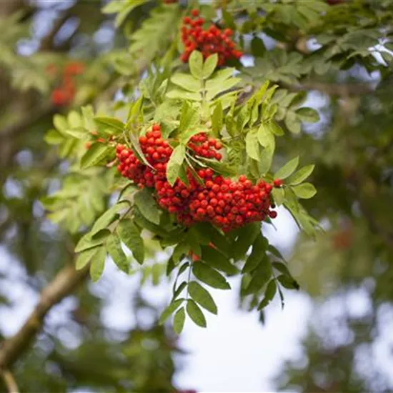 Sorbus aucuparia 'Edulis'