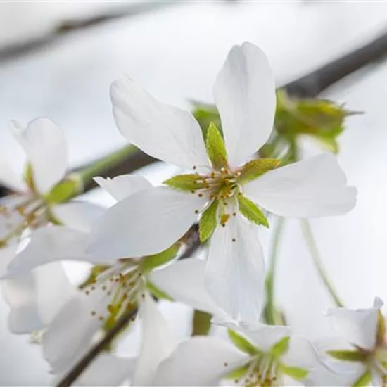 Prunus yedoensis 'Ivensii'