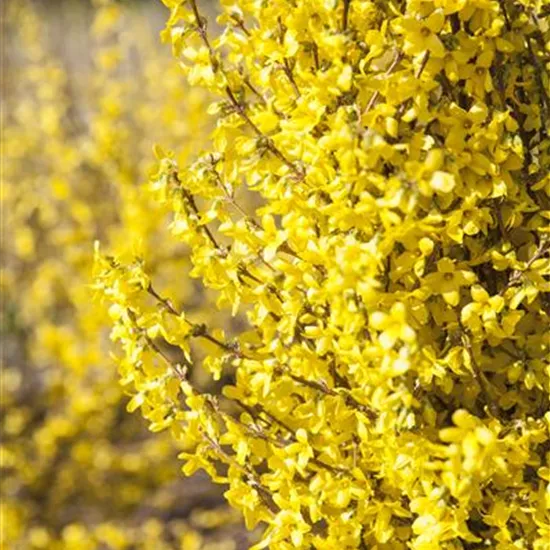 Forsythia intermedia 'Goldrausch'