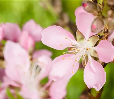 Prunus amygdalus CAC