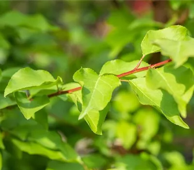 Prunus arm.'Mia' -S-