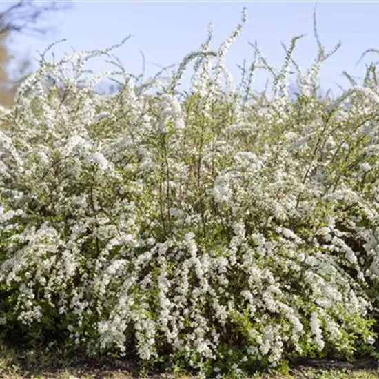 Spiraea thunbergii