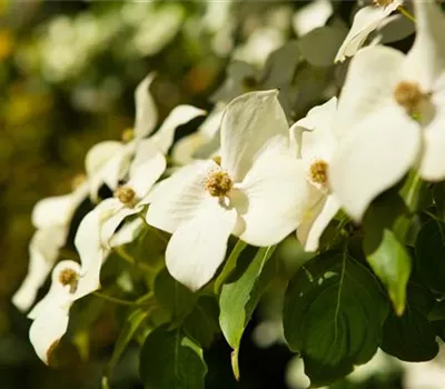 Cornus kousa chinensis