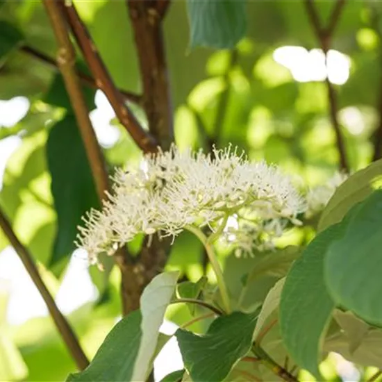 Cornus sericea 'Flaviramea'