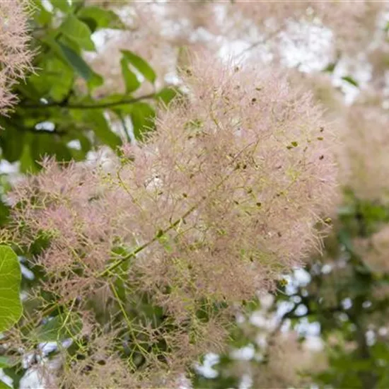 Cotinus coggygria 'Smokey Joe' -R-