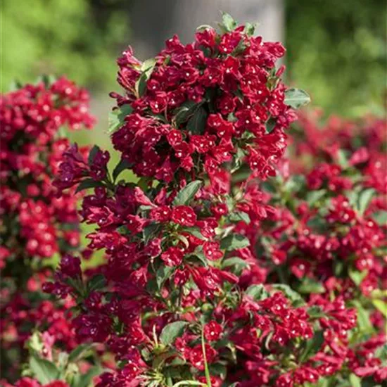 Weigela 'Eva Rathke'