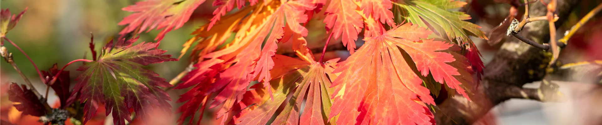 Acer japonicum 'Aconitifolium'