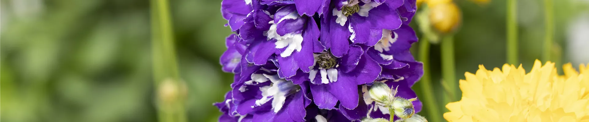 Delphinium pacific, violett