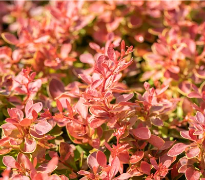 Berberis thunbergii 'Coral'