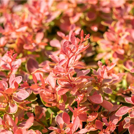 Berberis thunbergii 'Coral'