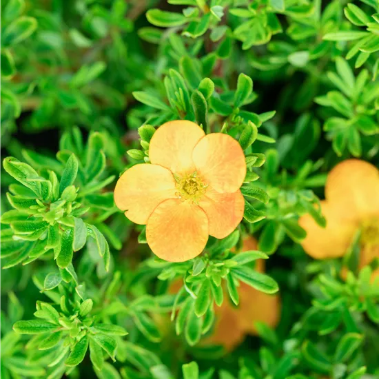 Potentilla 'Bella Sol'