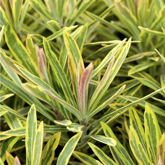 Euphorbia epithymoides