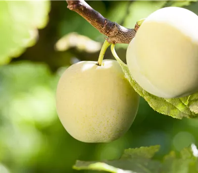 Prunus 'Aprimira' -S- CAC