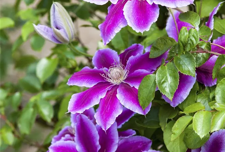 Clematis