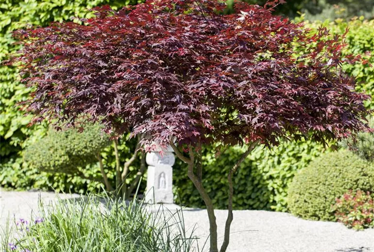Acer palmatum 'Atropurpureum'
