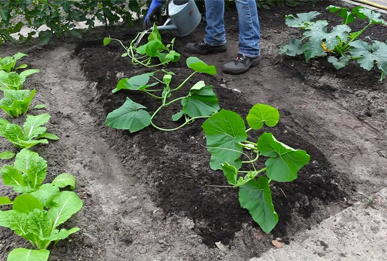 Kürbis - Einpflanzen im Gemüsebeet (thumbnail)