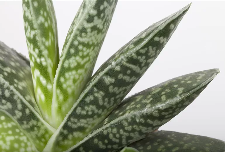Aloe