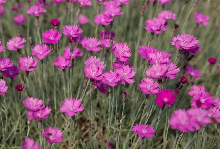 Dianthus gratianopolitanus 'Feuerhexe'