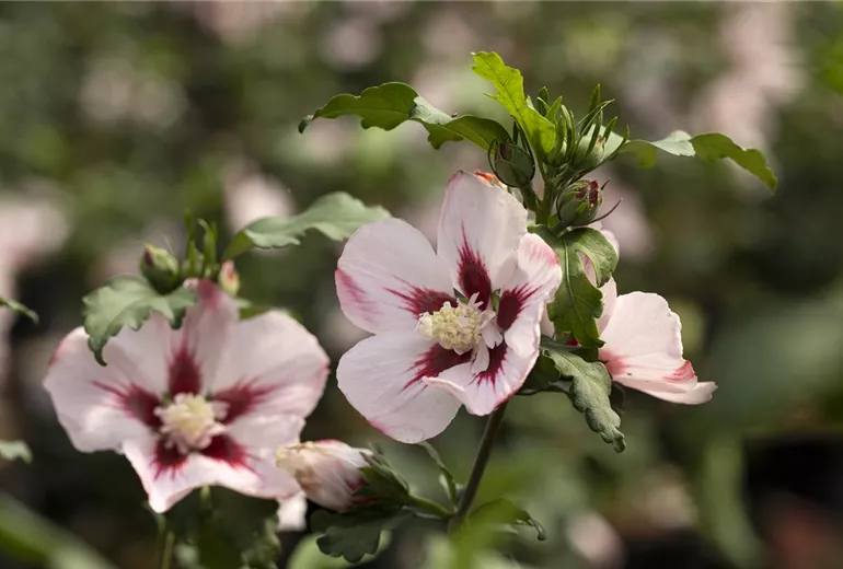 Hibiscus syriacus 'Hamabo'