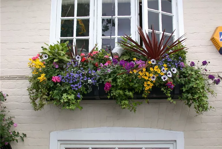 Balkonblumen, hängend