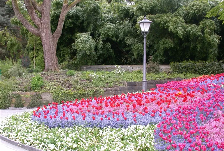 Myosotis sylvatica, Tulipa