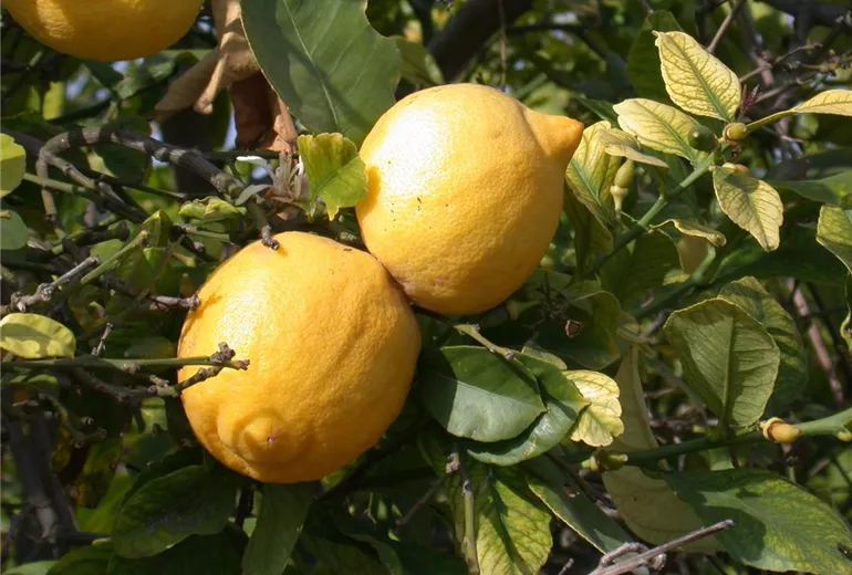 Citrus limon