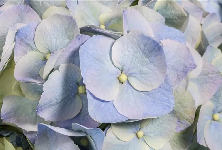 Hydrangea macrophylla, blau