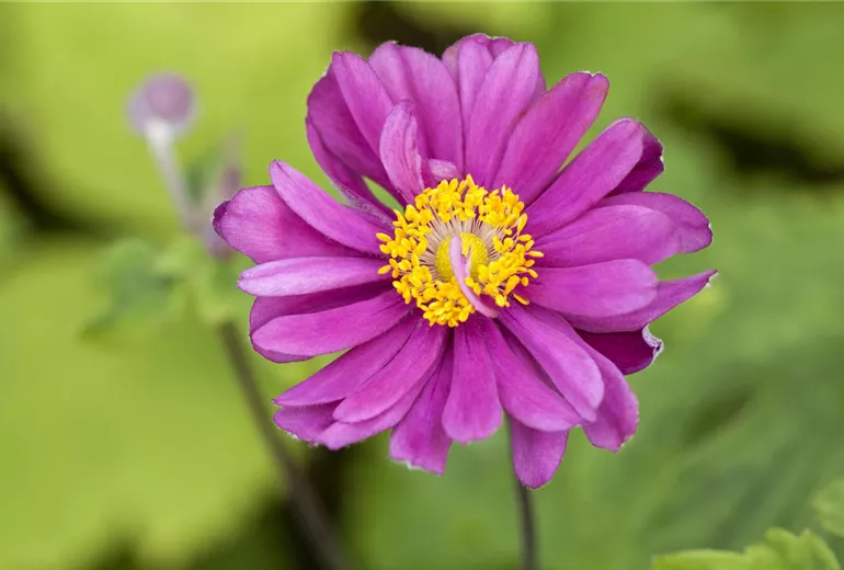 Anemone blanda