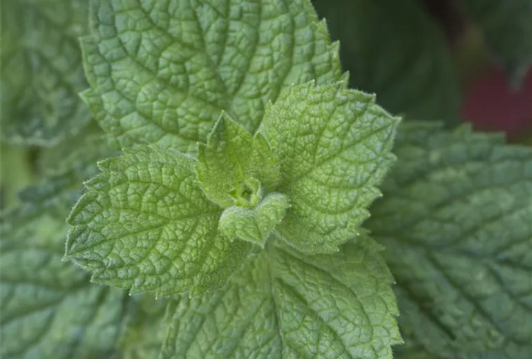 Mentha suaveolens 'Apple Mint'